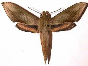 Xylophanes libya